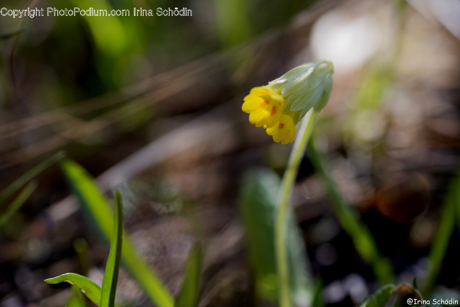 Plant, Flower, Blossom, Daffodil, Amaryllidaceae