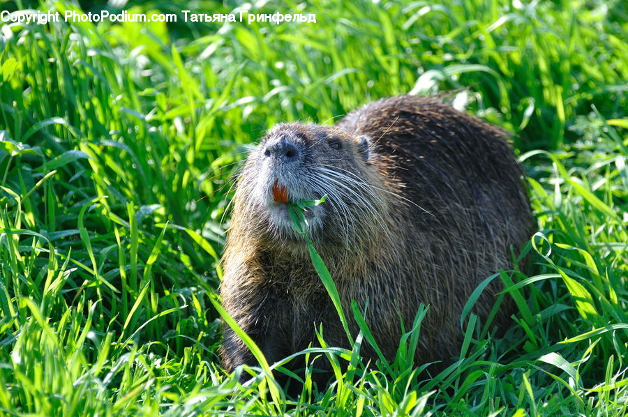 Animal, Beaver, Mammal, Rodent, Plant, Vegetation, Field