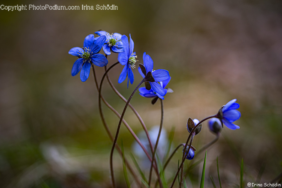 Plant, Iris, Blossom, Flower, Geranium