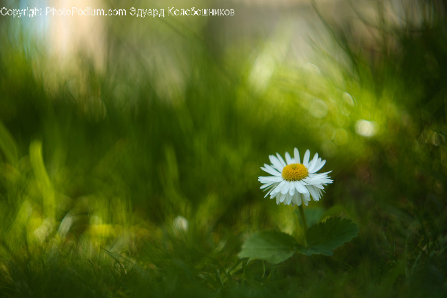 Plant, Daisies, Daisy, Blossom, Flower