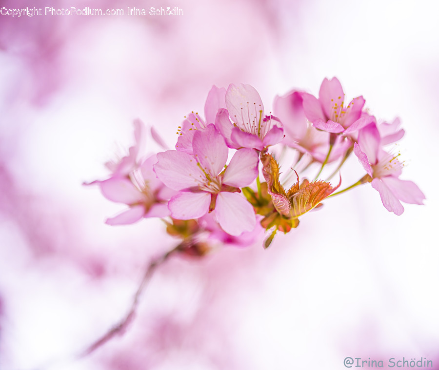 Plant, Blossom, Flower, Geranium, Cherry Blossom