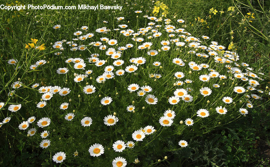 Daisies, Daisy, Flower, Plant, Blossom, Flora, Asteraceae