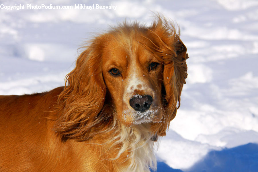 Animal, Canine, Cocker Spaniel, Dog, Mammal, Pet, Spaniel