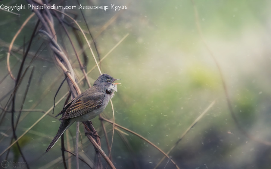 Bird, Animal, Sparrow, Anthus, Finch
