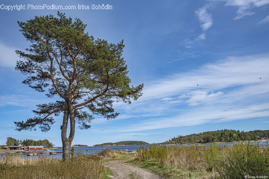 Tree, Plant, Road, Dirt Road, Gravel