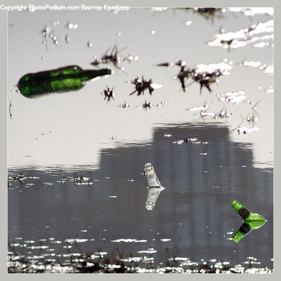 Aphid, Insect, Invertebrate, Bottle, Alcohol, Beer, Beer Bottle