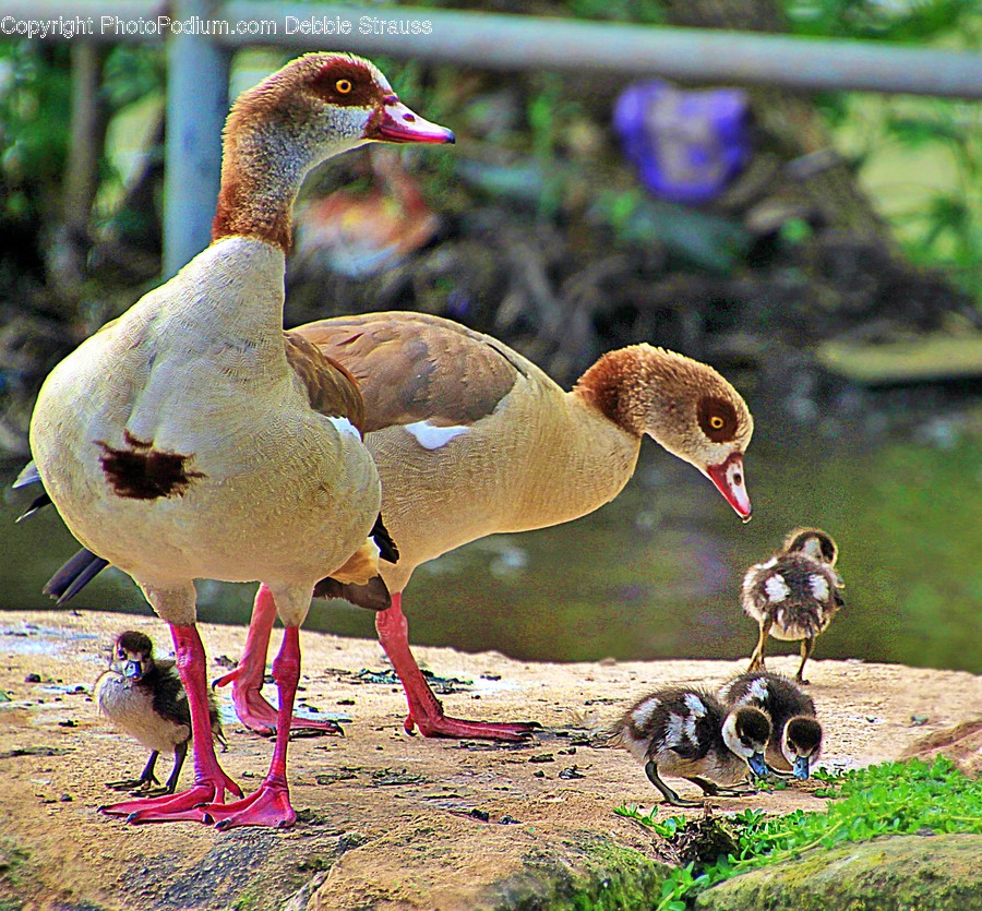 Animal, Bird, Duck, Waterfowl, Beak
