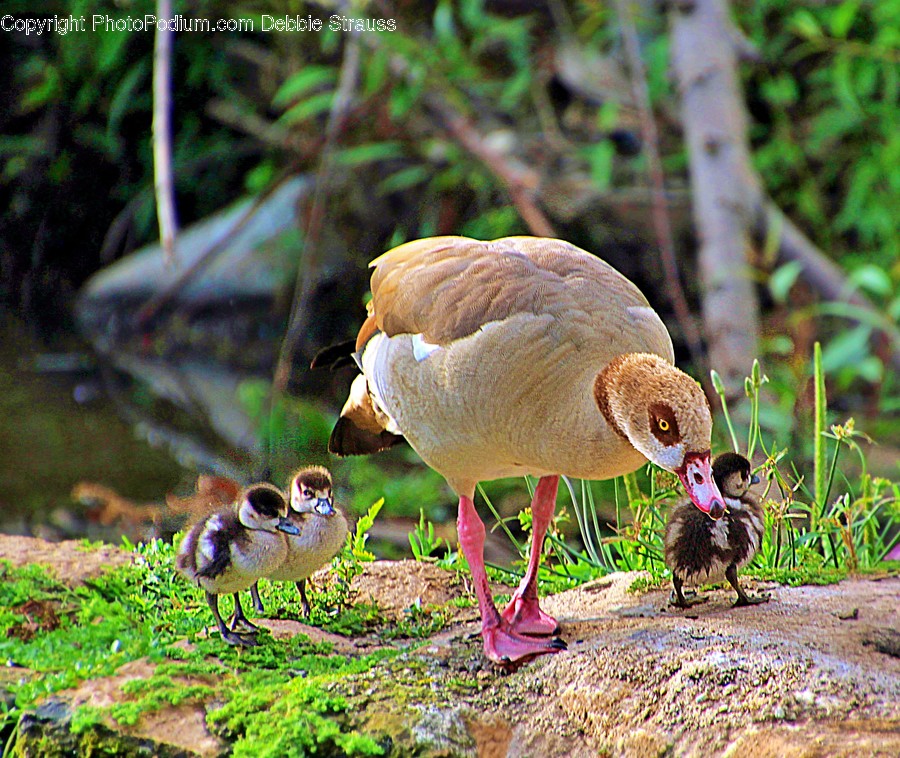 Bird, Animal, Beak, Waterfowl, Fungus