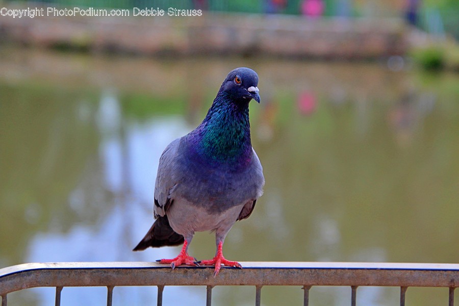 Bird, Animal, Pigeon, Dove
