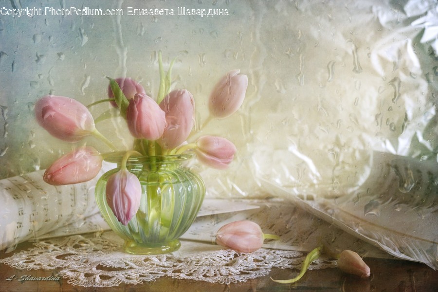 Plant, Food, Sweets, Confectionery, Blossom