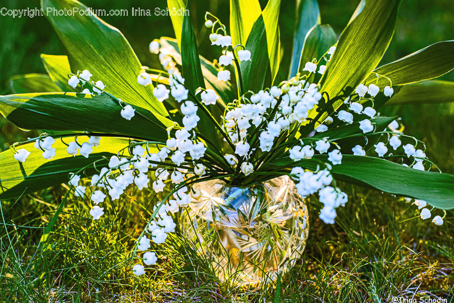 Plant, Flower, Blossom, Leaf, Green
