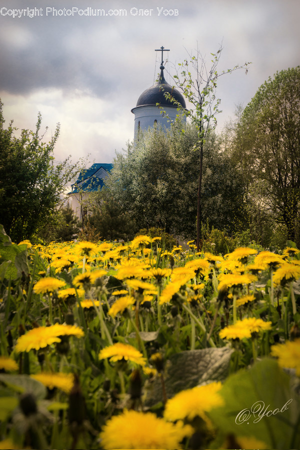 Building, Architecture, Dome, Plant, Planetarium
