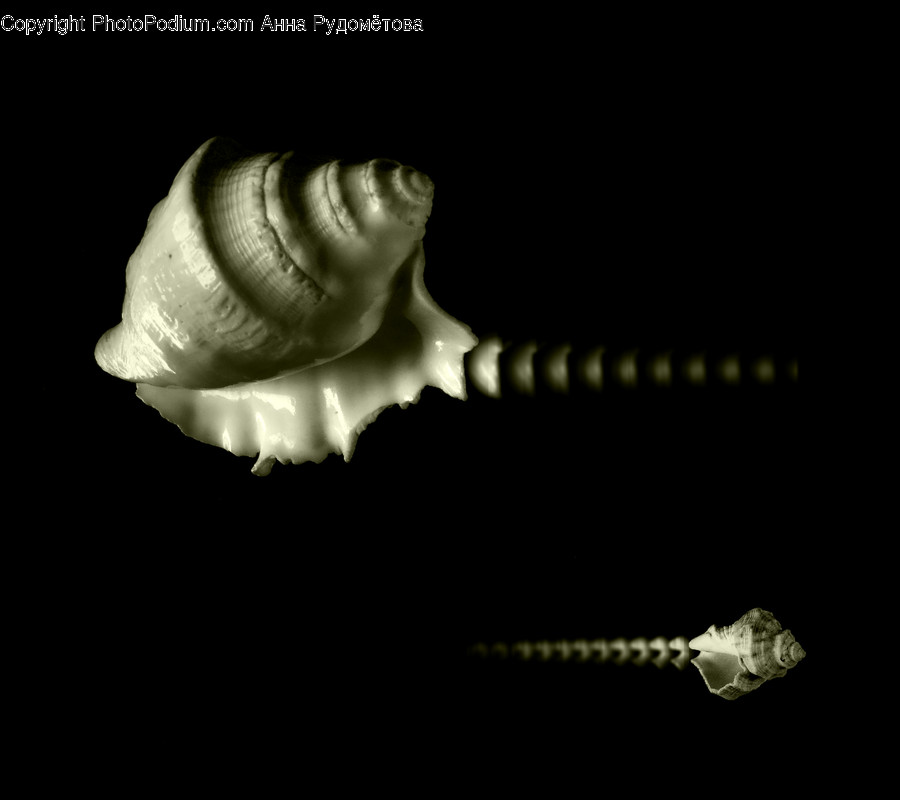 Sea Life, Animal, Invertebrate, Seashell, Conch