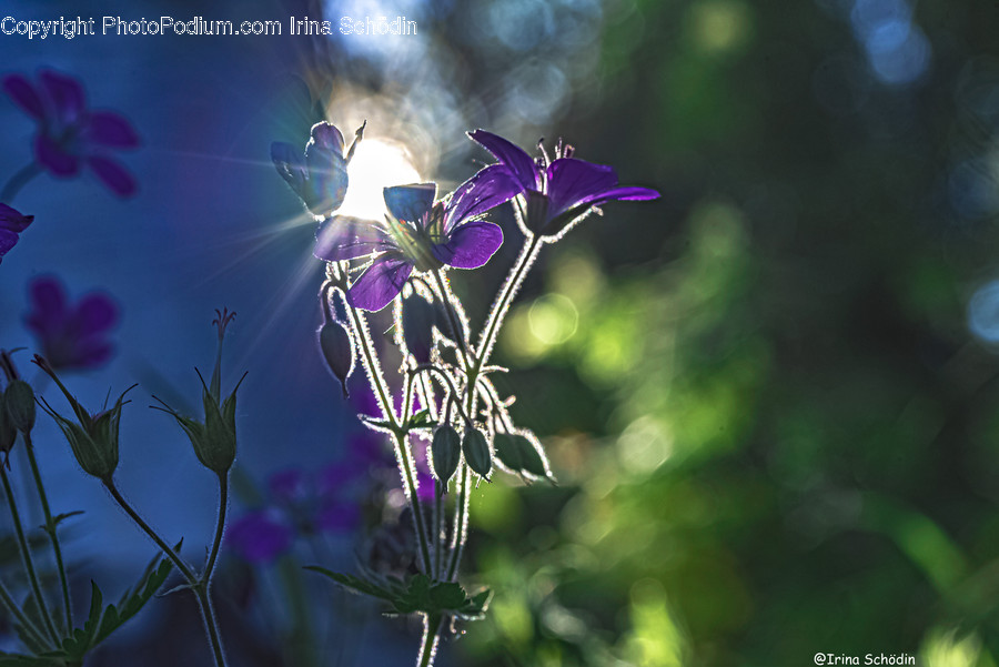 Light, Flare, Purple, Plant, Geranium