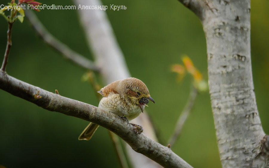 Bird, Animal, Sparrow, Finch, Wren