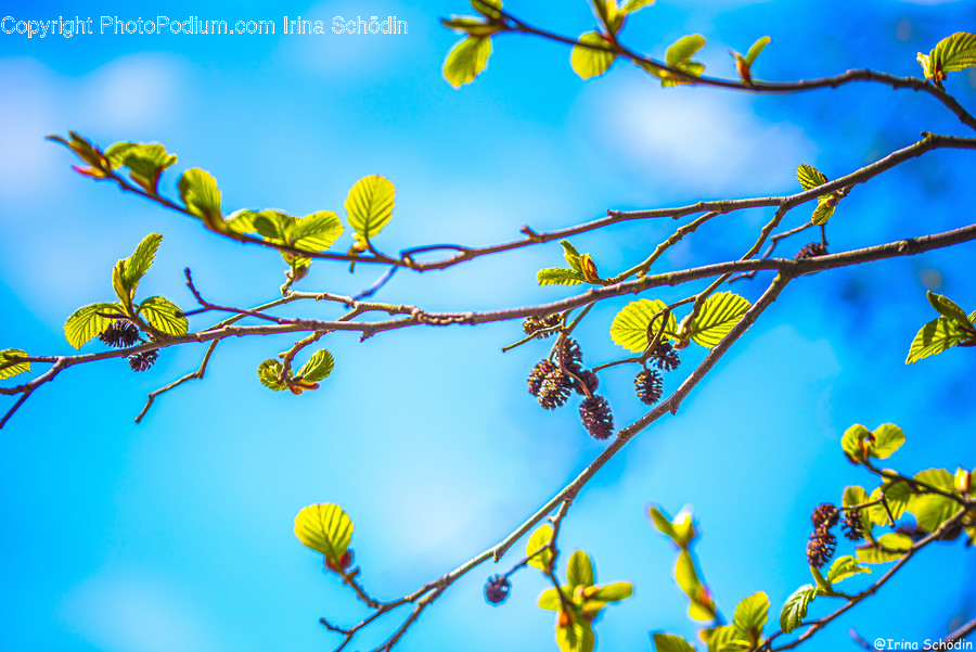 Plant, Leaf, Veins, Flare, Light