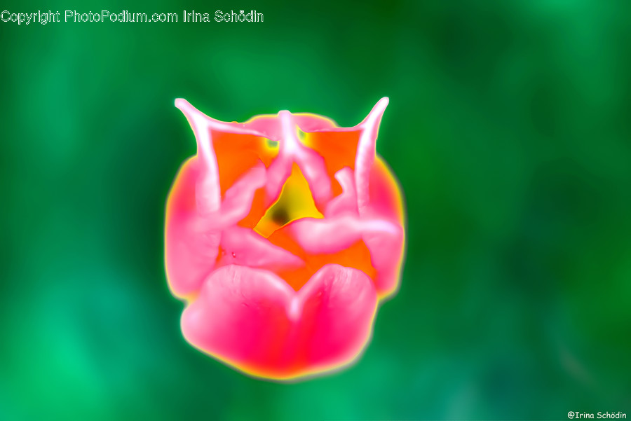 Plant, Rose, Blossom, Flower, Tulip