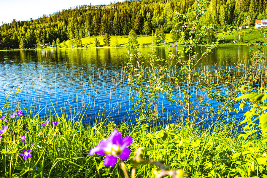 Nature, Outdoors, Water, Plant, Tree