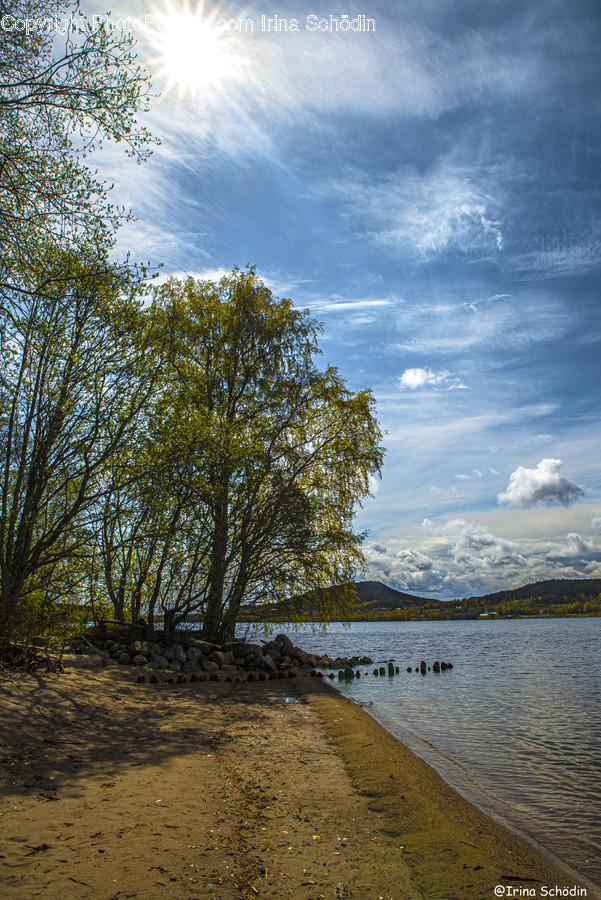 Plant, Tree, Tree Trunk, Water, Nature