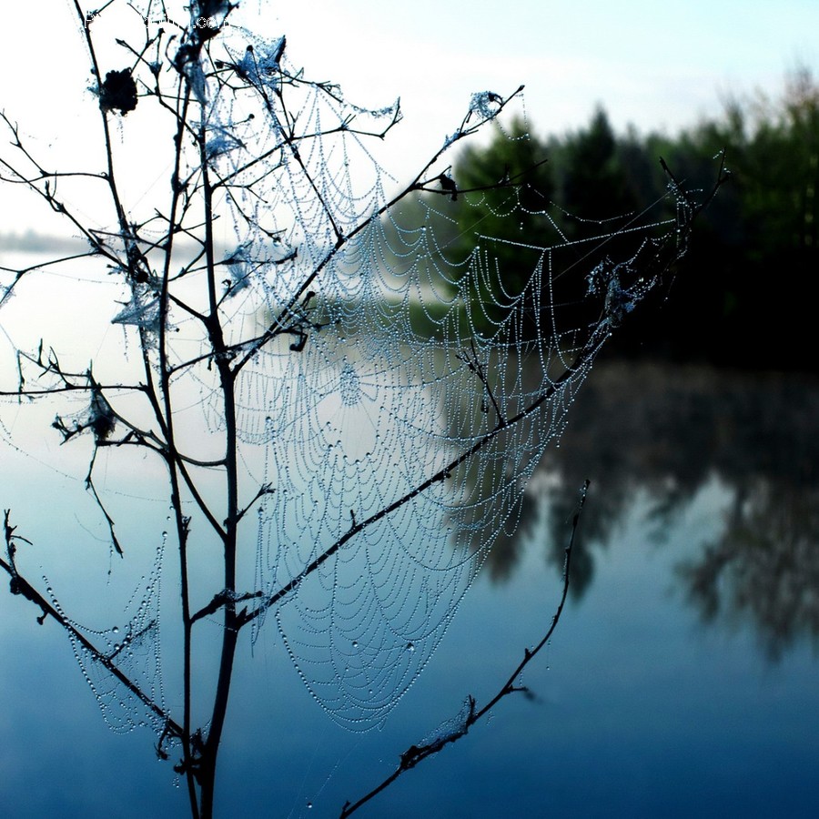 Nature, Outdoors, Water, Utility Pole, Spider Web