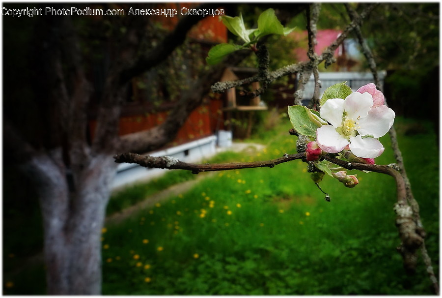 Plant, Blossom, Flower, Leaf, Tree