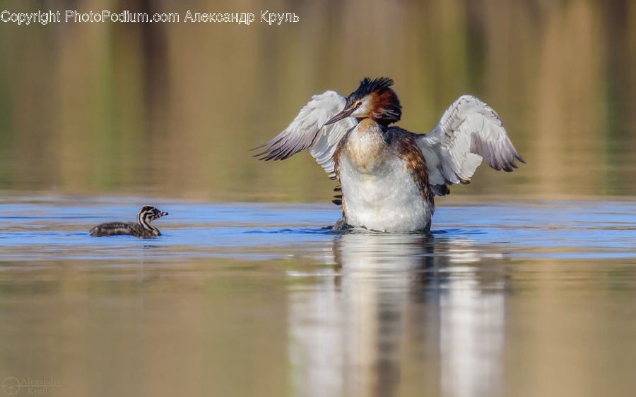 Animal, Bird, Waterfowl, Duck, Teal