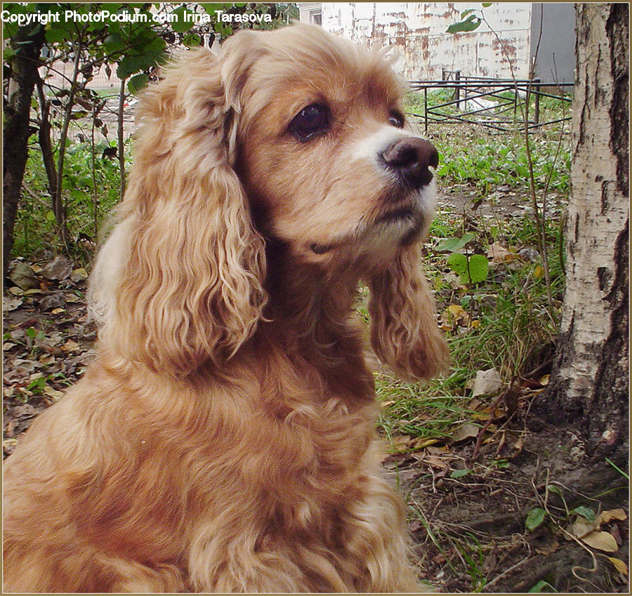 Animal, Canine, Cocker Spaniel, Dog, Mammal, Pet, Spaniel
