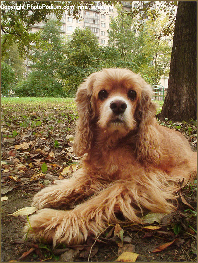 Animal, Canine, Cocker Spaniel, Dog, Mammal, Pet, Spaniel