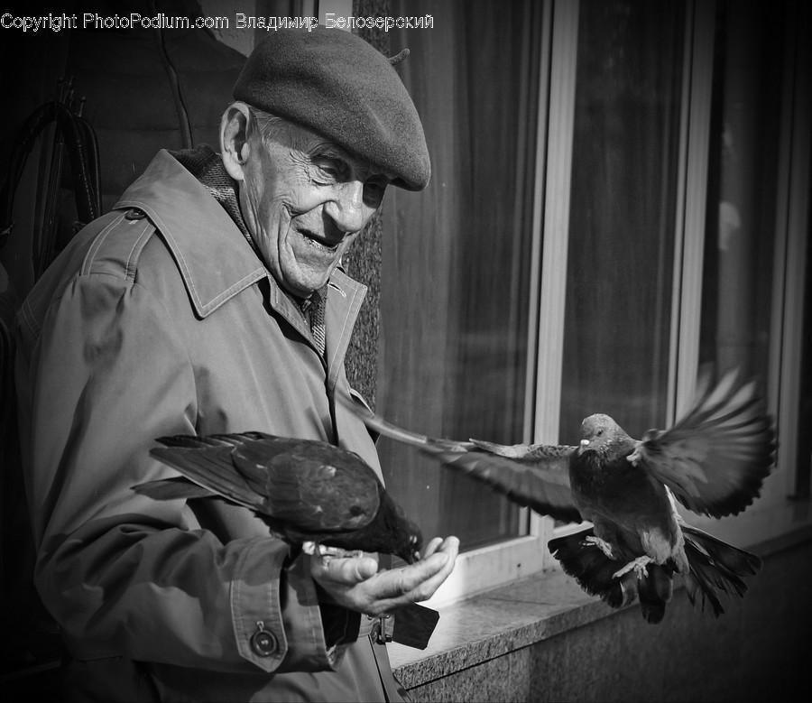 Bird, Animal, Human, Person, Pigeon