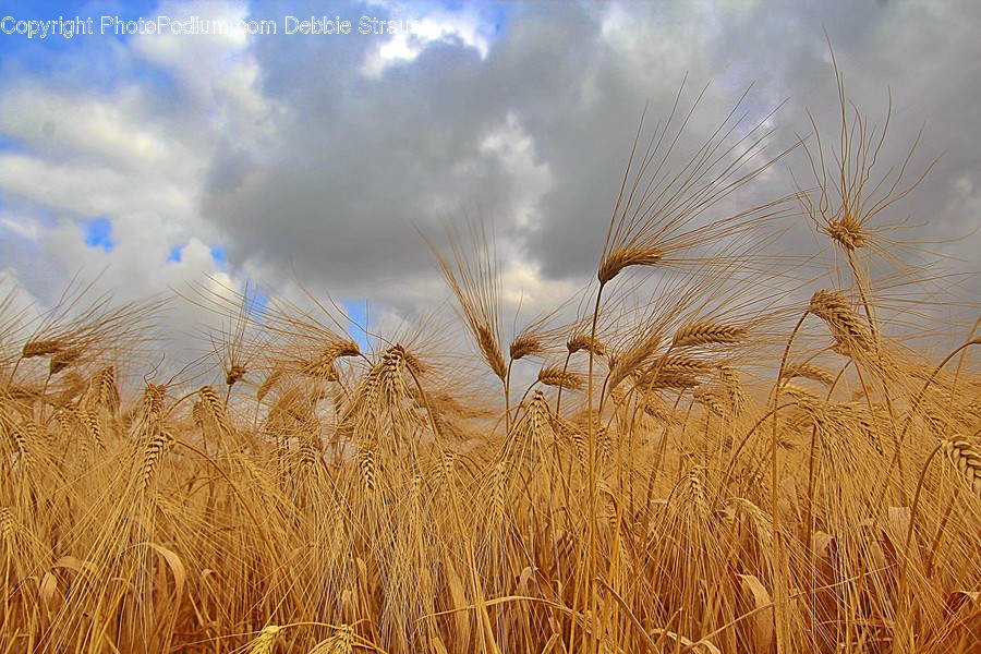 Plant, Food, Vegetable, Produce, Grain