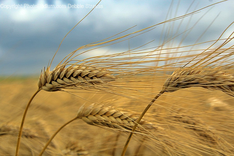 Plant, Grain, Vegetable, Produce, Food