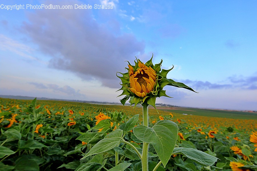 Plant, Flower, Blossom, Sunflower, Field