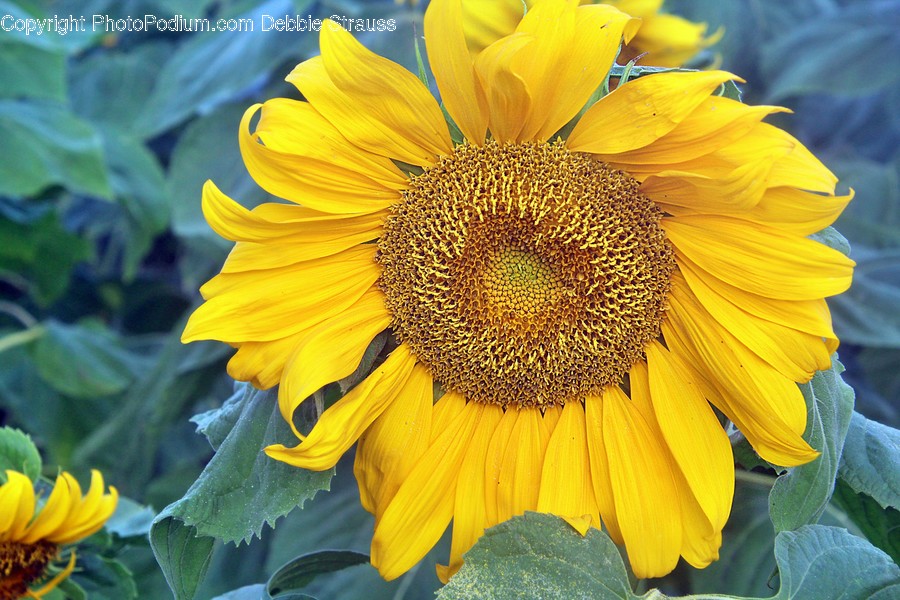 Plant, Flower, Blossom, Sunflower, Daisies