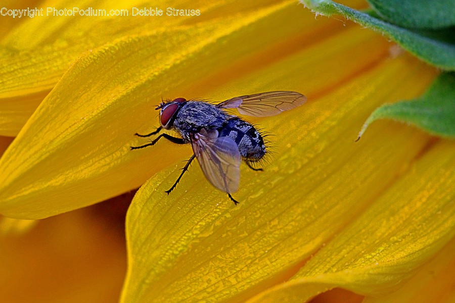 Fly, Invertebrate, Animal, Insect, Asilidae