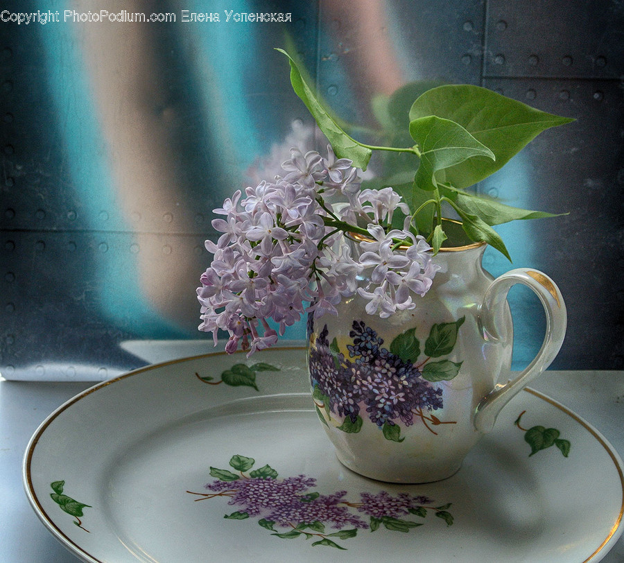 Plant, Saucer, Pottery, Flower, Blossom