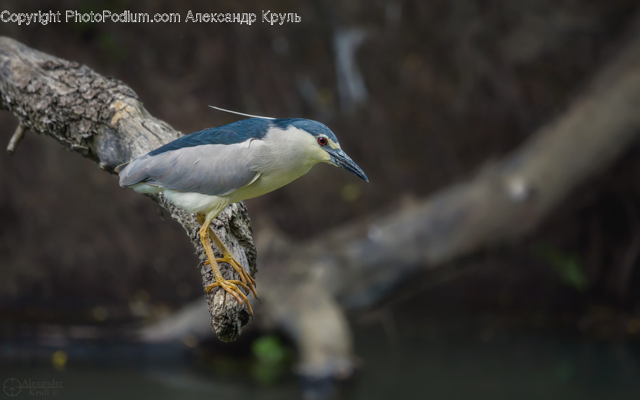 Bird, Animal, Waterfowl, Stork, Jay