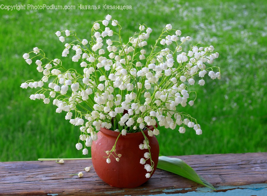 Plant, Blossom, Flower, Flower Arrangement, Vase