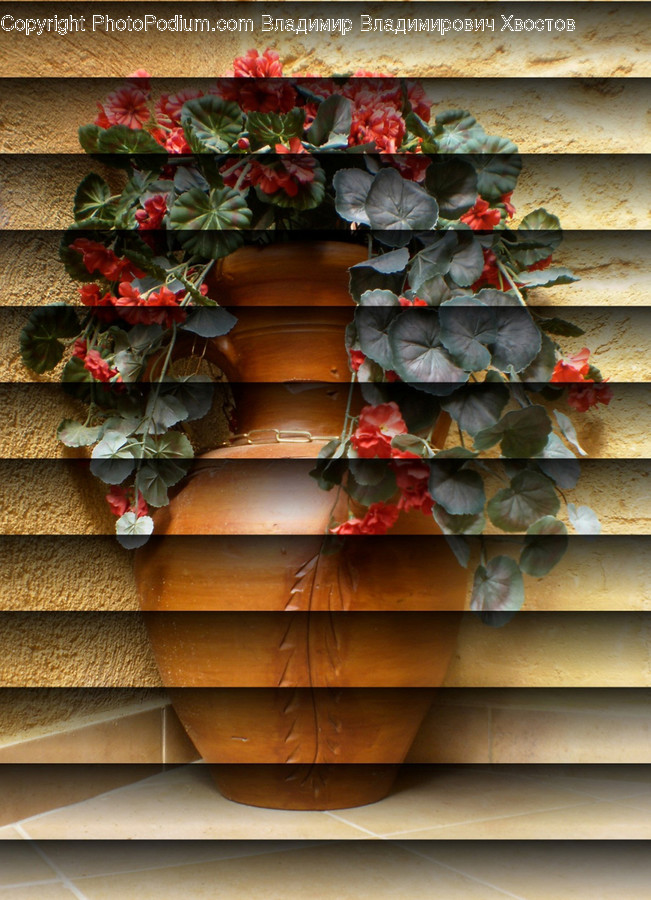 Plant, Ivy, Leaf