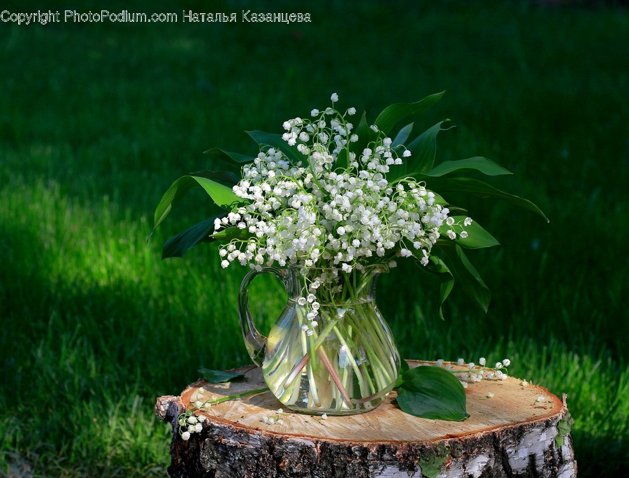 Plant, Tree Stump, Flower, Blossom, Pottery