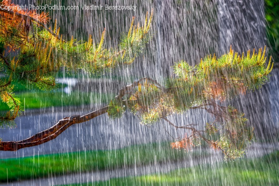 Vegetation, Plant, Tree, Outdoors, Nature
