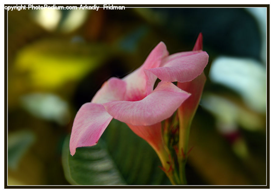 Flora, Flower, Gladiolus, Plant, Blossom, Aquilegia, Geranium