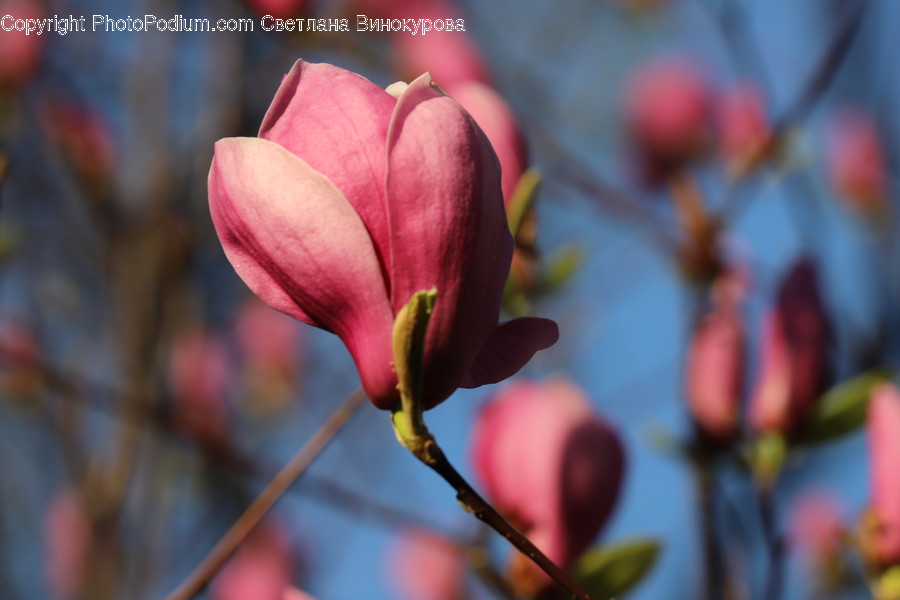 Plant, Blossom, Flower, Bud, Sprout
