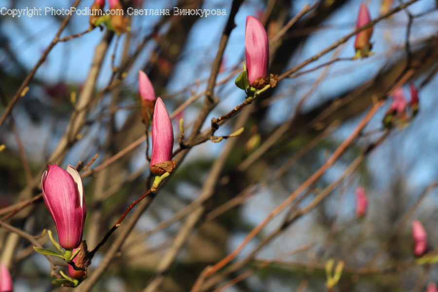 Flower, Sprout, Bud, Plant, Blossom