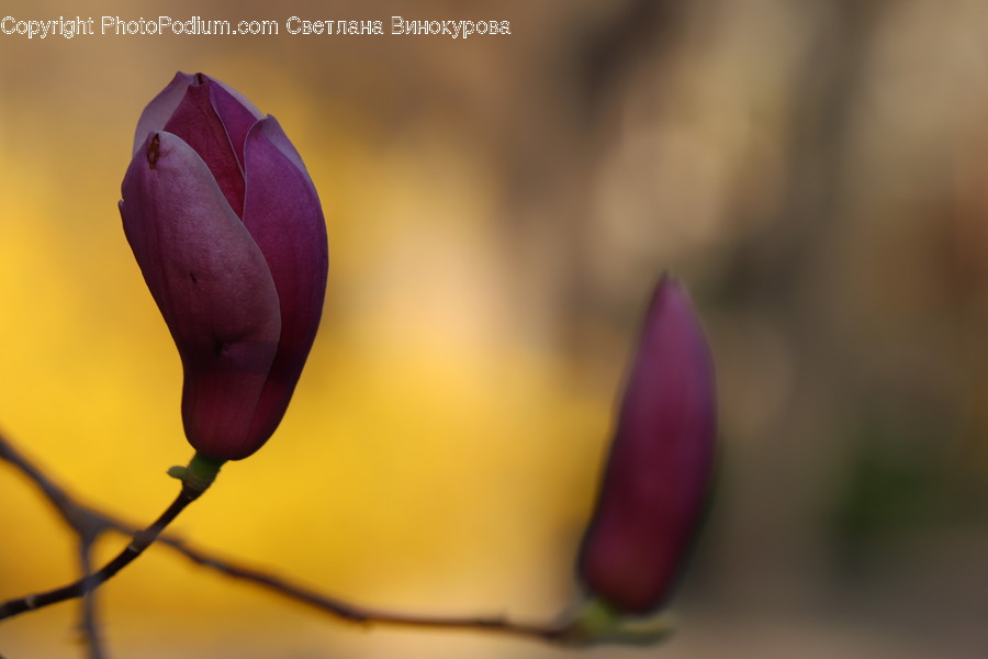 Plant, Blossom, Flower, Bud, Sprout