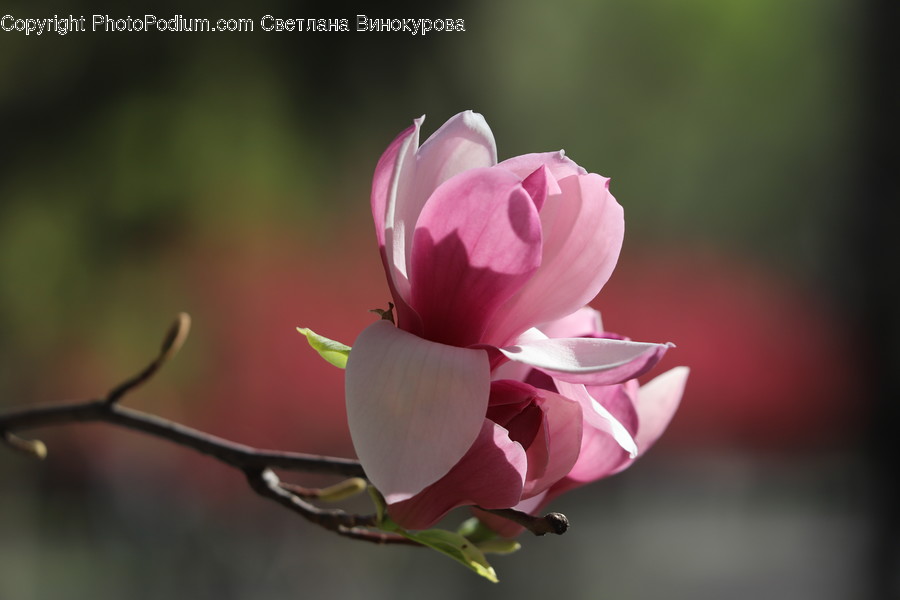 Plant, Blossom, Flower, Rose, Petal