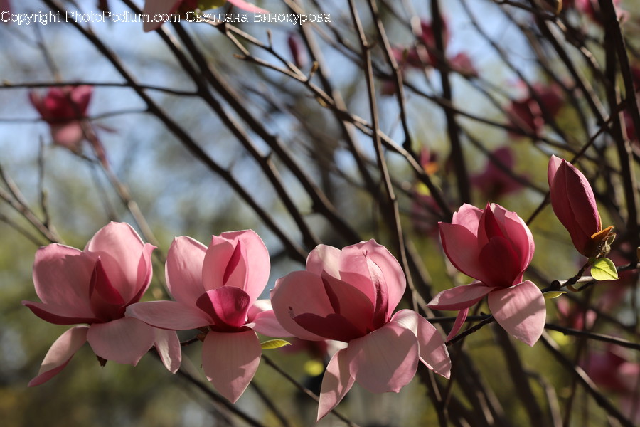 Plant, Blossom, Flower, Petal, Rose