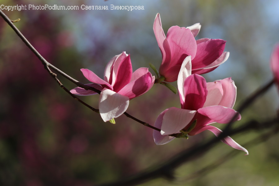 Plant, Blossom, Flower, Petal, Geranium