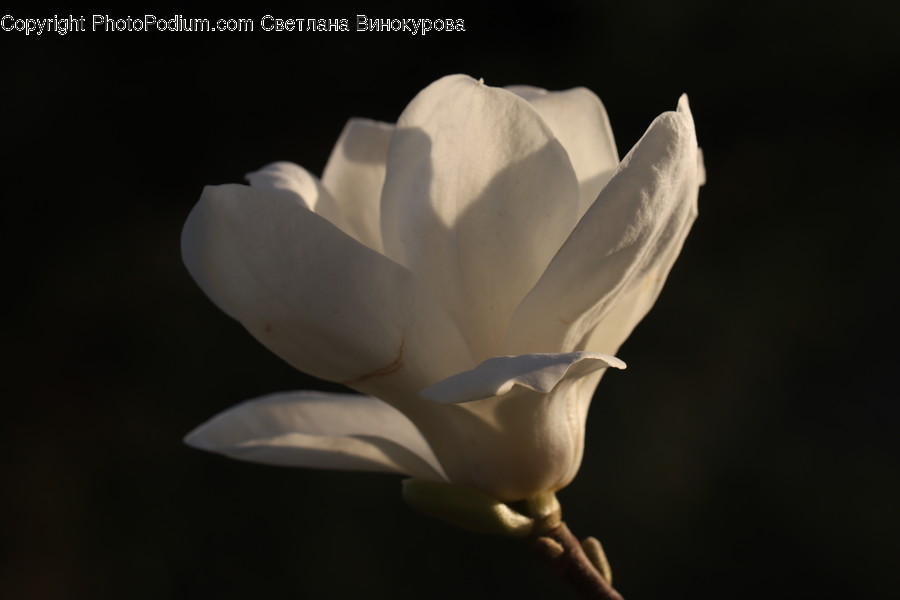 Plant, Blossom, Rose, Flower, Petal