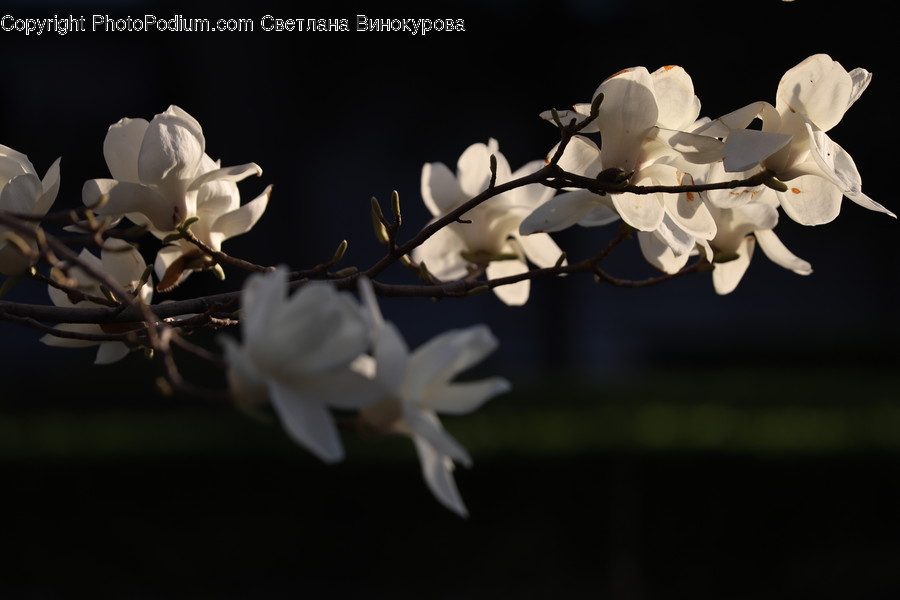 Plant, Flower, Blossom, Cherry Blossom, Petal