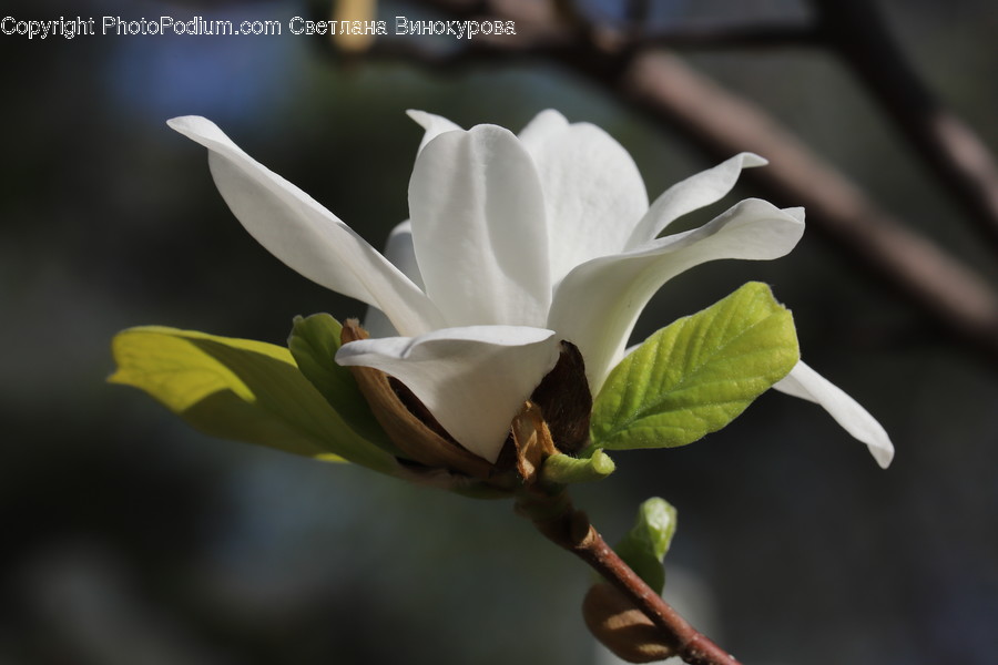 Plant, Blossom, Flower, Acanthaceae, Pollen